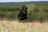 BEAUCERON 732